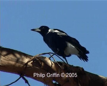 Australian Magpie (White-backed) - ML201763671