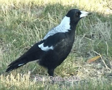 Australian Magpie (White-backed) - ML201763681