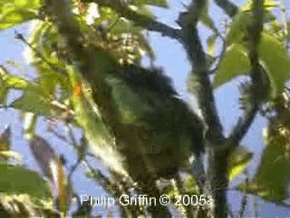 Flame-fronted Barbet - ML201763841