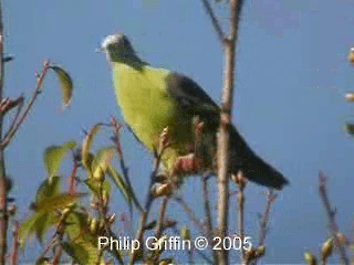 Серощёкий зелёный голубь - ML201763881