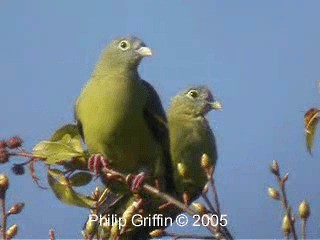 Серощёкий зелёный голубь - ML201763891