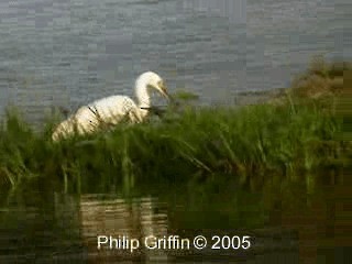 Little Egret (Australasian) - ML201763901