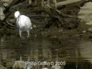 Little Egret (Australasian) - ML201763911