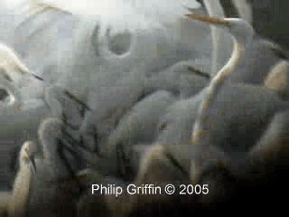 Little Egret (Australasian) - ML201763921