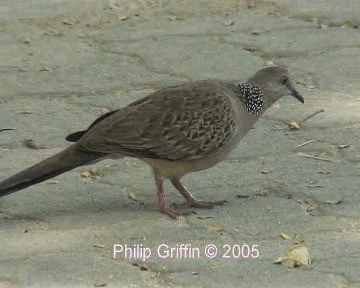 Spotted Dove (Eastern) - ML201764011