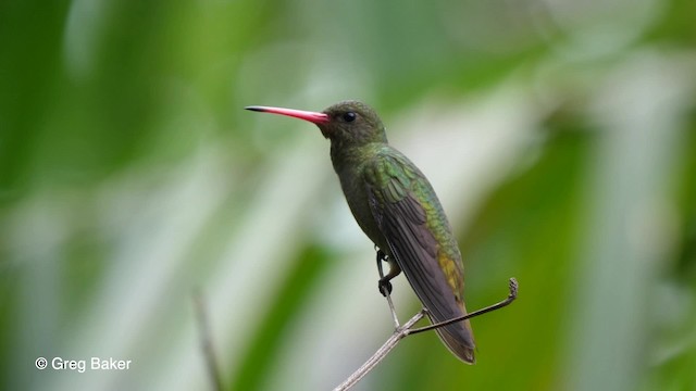 kolibřík zlacený - ML201764151