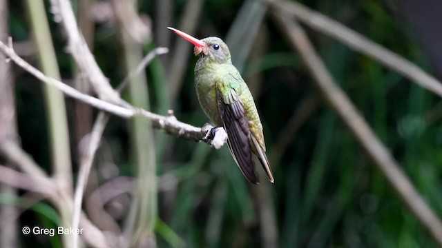 Gilded Hummingbird - ML201764161