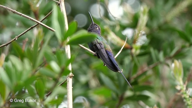 Swallow-tailed Hummingbird - ML201764171