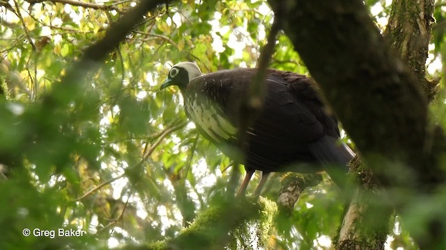 Black-fronted Piping-Guan - ML201764271