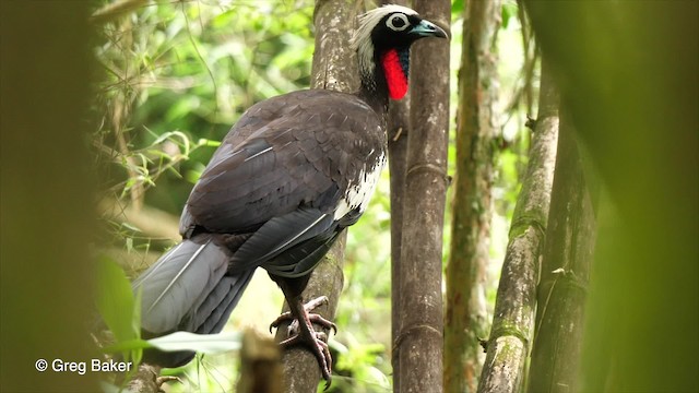 Black-fronted Piping-Guan - ML201764281