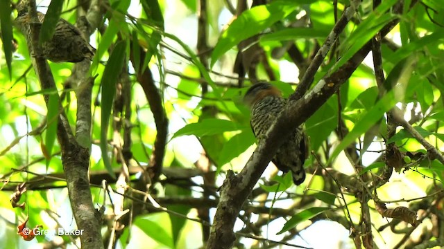 Ochre-collared Piculet - ML201764331