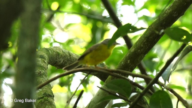 Golden-crowned Warbler - ML201764341