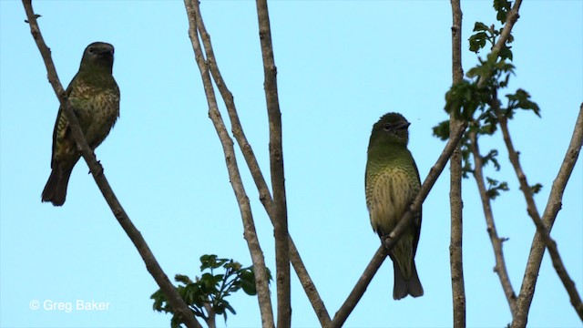 Swallow Tanager - ML201764461