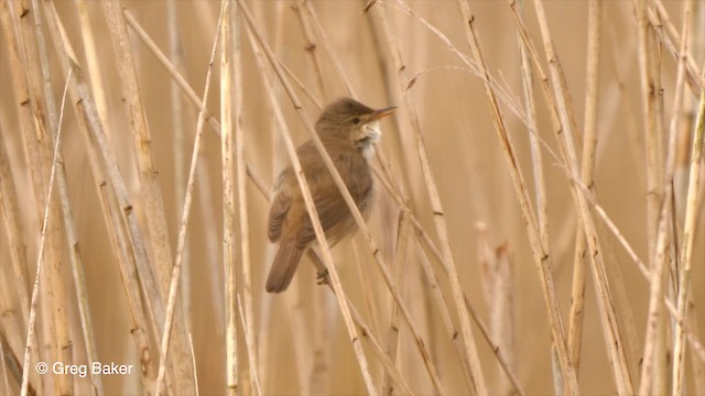 Common Reed Warbler (Common) - ML201764651