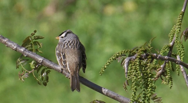 White-crowned Sparrow (Gambel's) - ML201765261