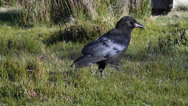 Corbeau de Tasmanie - ML201766281