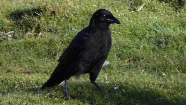 Corbeau de Tasmanie - ML201766291