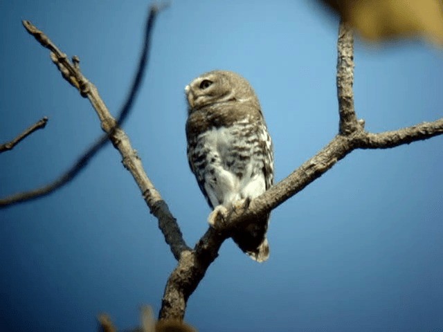 Forest Owlet - ML201766481
