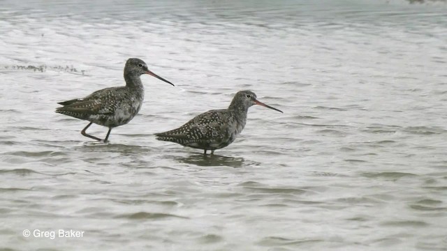 Spotted Redshank - ML201766981