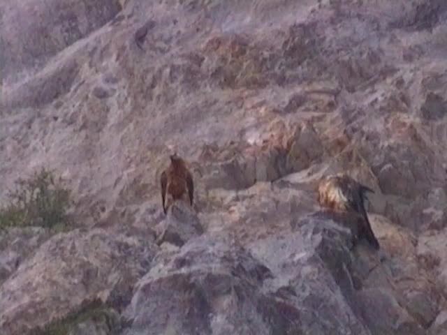 Bearded Vulture (Eurasian) - ML201767191