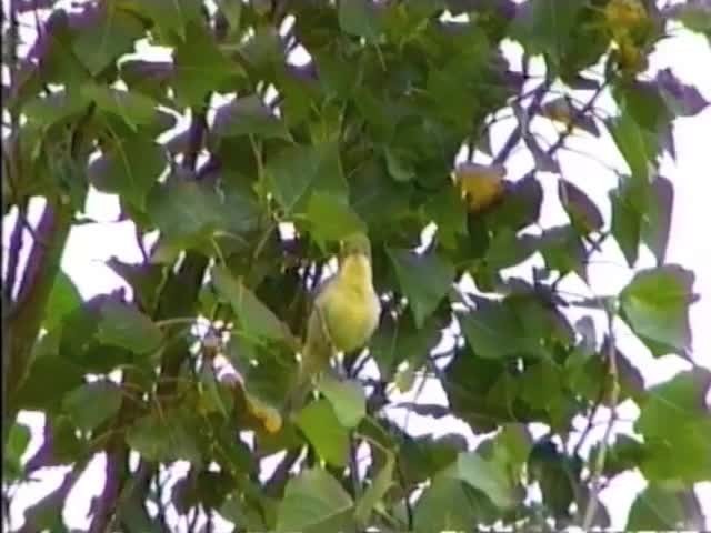 Melodious Warbler - ML201767341