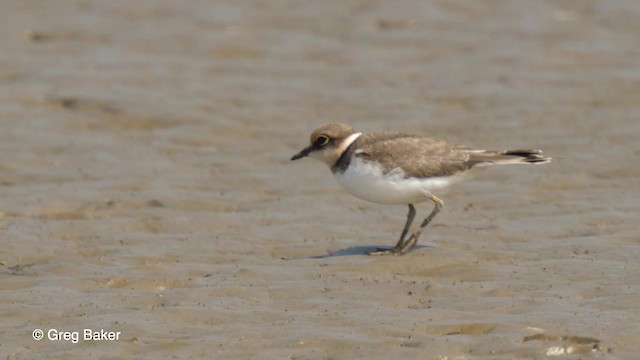 - Little Ringed Plover (curonicus)