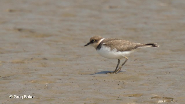 Little Ringed Plover (curonicus) - ML201767611