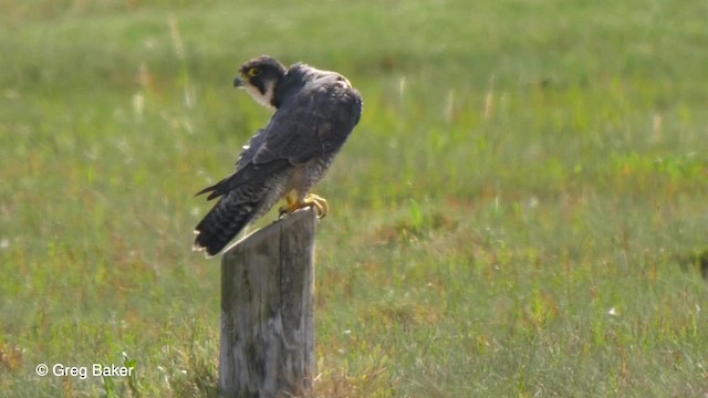 Peregrine Falcon (Eurasian) - ML201767661