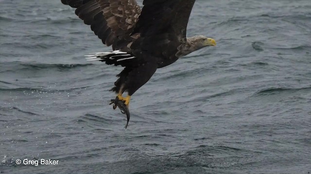 White-tailed Eagle - ML201767681