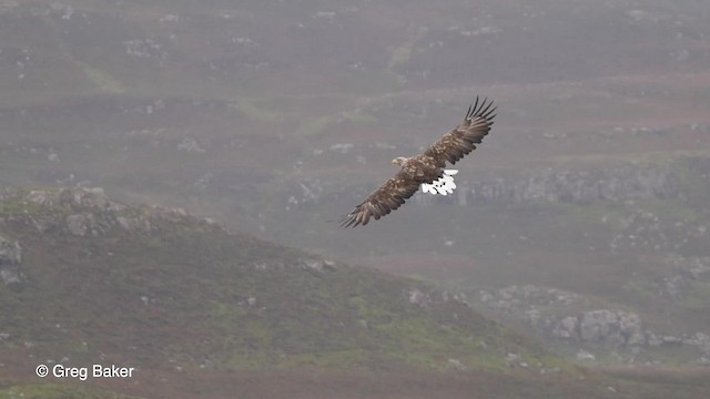 White-tailed Eagle - ML201767691