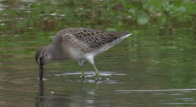 Long-billed Dowitcher - ML201767911
