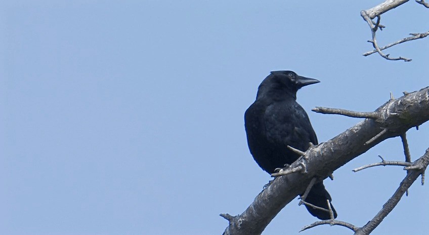 The adorable guide to distinguishing American crows and common