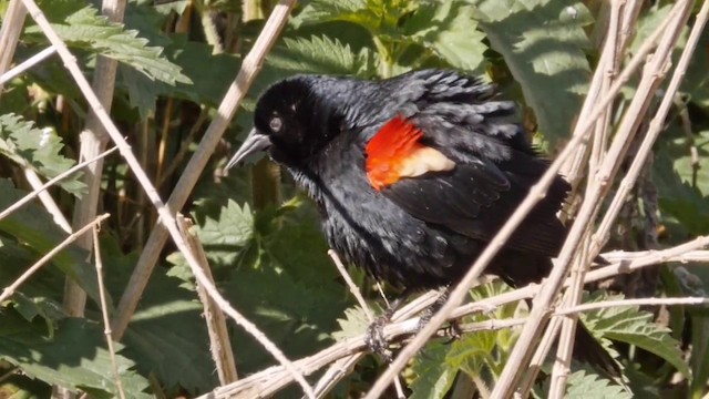 Tricolored Blackbird - ML201768811