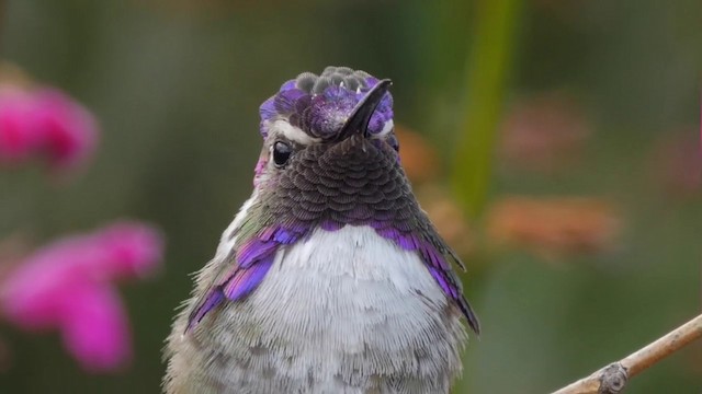 Costa's Hummingbird - ML201768861