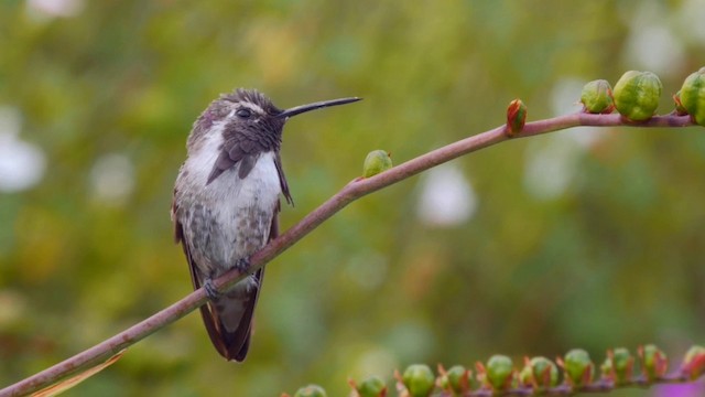 Costa's Hummingbird - ML201768881