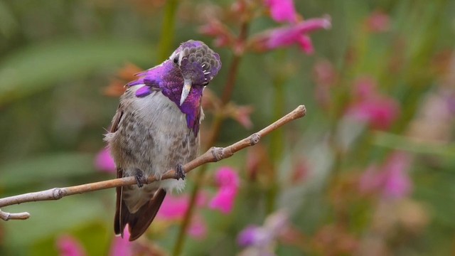 Costa's Hummingbird - ML201768891