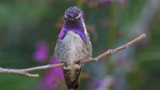 Costa's Hummingbird - ML201768901