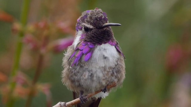 Costa's Hummingbird - ML201768911