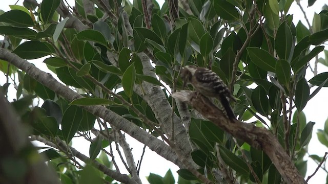 Japanese Pygmy Woodpecker - ML201769141