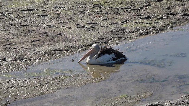 pelikán australský - ML201769191