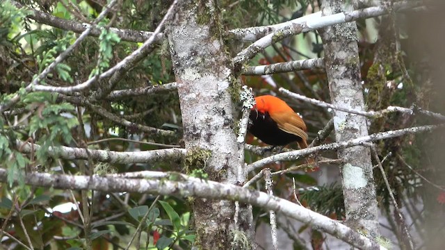 Crested Satinbird (Red) - ML201769241