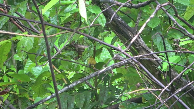  - Dark-eyed White-eye