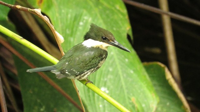 Green Kingfisher - ML201769411