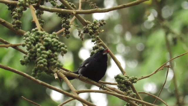 Ruby-crowned Tanager - ML201769511