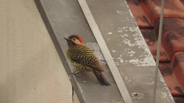 Green-barred Woodpecker - ML201769601