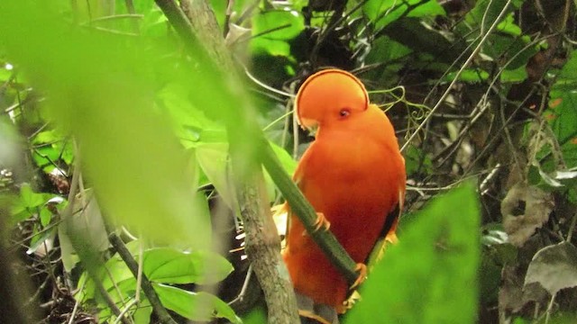 Video Guianan Cock Of The Rock Rupicola Rupicola Birds Of The World
