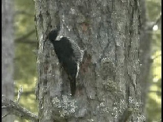 Black-backed Woodpecker - ML201769931