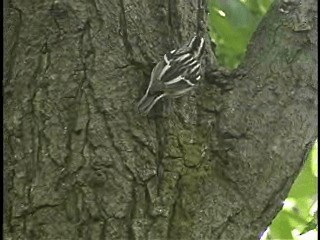 Black-and-white Warbler - ML201770271
