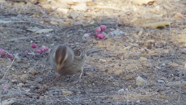 White-crowned Sparrow (pugetensis) - ML201771461