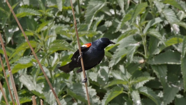 Tricolored Blackbird - ML201771701